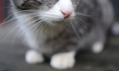 冠军选手动作细节对比，冠军人选