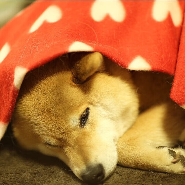 国家队选人忽视球员场上位置适配度，球员选择什么意思